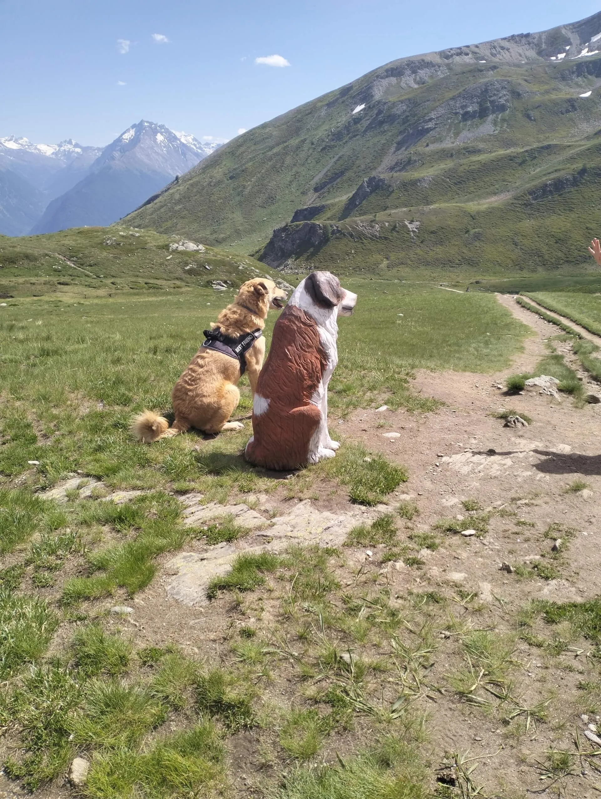 gli amici animali cane