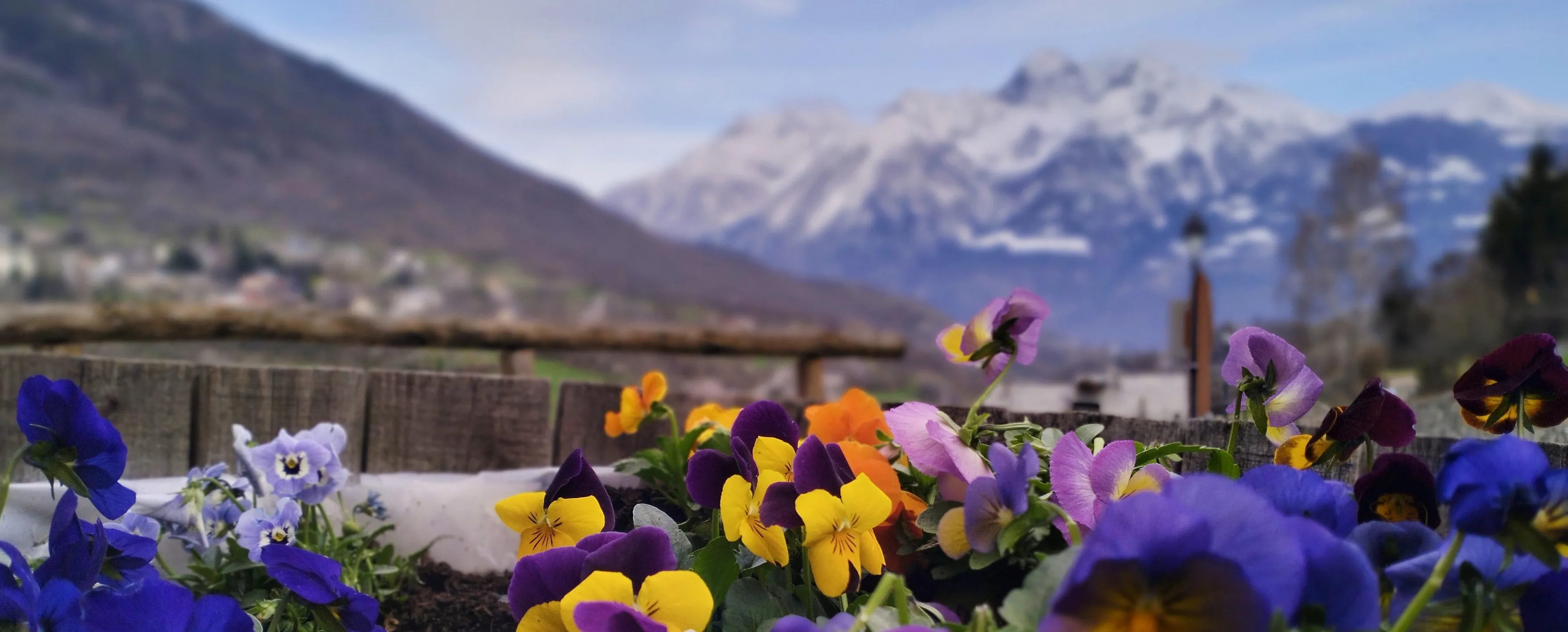 violette panorama 1
